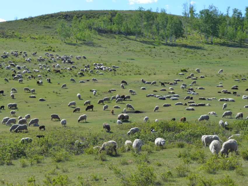 ​Более 8 миллионов рублей направили хозяйствам Забайкалья на содержание овец и коз